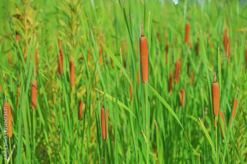 фотографія Group of cattail bulrush plants in green natural background
