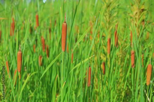 фотографія Group of cattail bulrush plants in green natural background