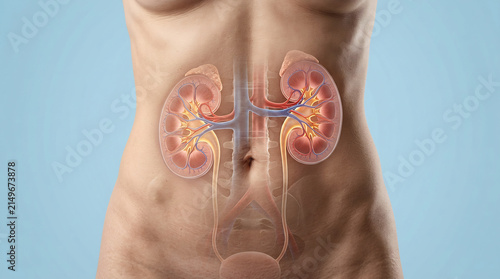 3D illustration of the human urinary system featuring kidneys