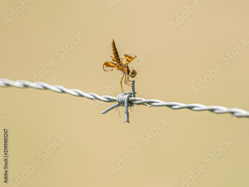 Bild auf Leinwand Macro close-up of a dragonfly clinging to the sharp metal spike of a barbed wire fence in a field