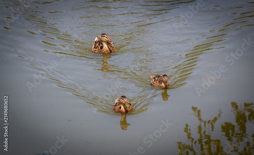 Obraz na płótnie ducks in the pond