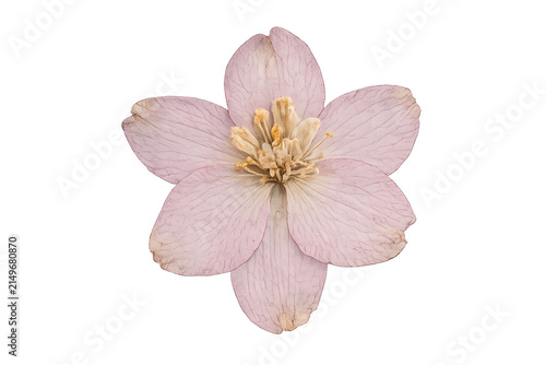 Top view of a single delicate pink vintage pressed dried delphinium flower isolated on transparent background for elegant botanical design