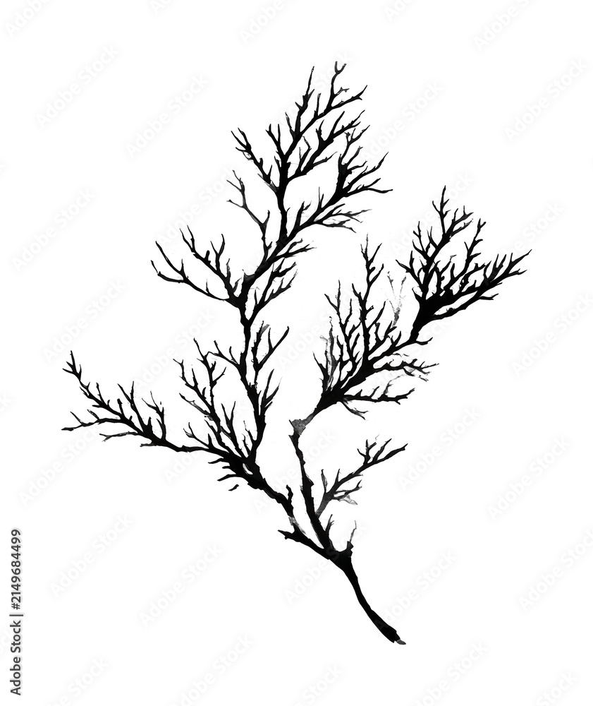 Obraz premium PNG Minimalist black ink branch
