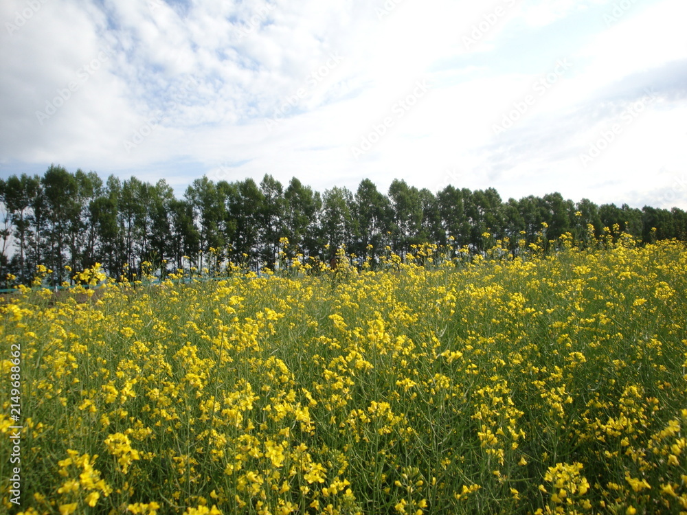 Obraz premium Vibrant yellow rapeseed flowers field under blue sky