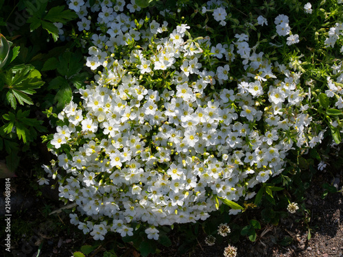 Mountain sandwort, Arenaria montana, mat-forming perennial plant blooming with white tiny flowers, top view