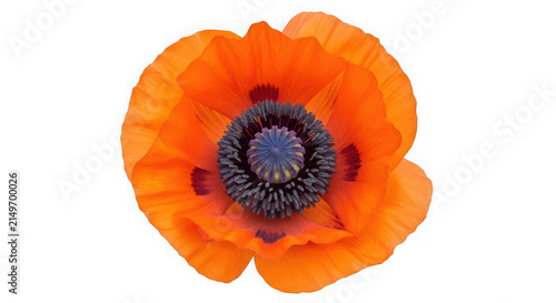 Single bright orange poppy flower head seen from above isolated on transparent background