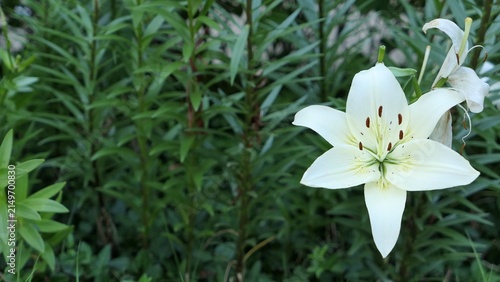 Konstfotografi White Lily Flower Blooming Among Green Foliage Outdoors