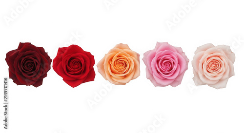 Five colorful rose flowers in a row with different shades of color isolated on transparent background