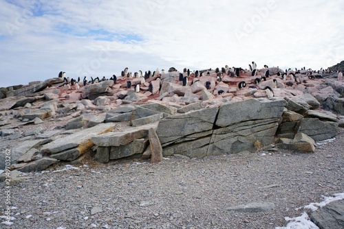 Konstfotografi a group of adelie penguins on the rock @ antarctic
