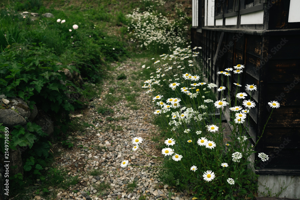 Obraz premium Daisy flower path cottage garden white yellow gravel wooden, daisy bloom along gravel path beside dark wooden cottage wall in lush green summer garden with rustic rural charm