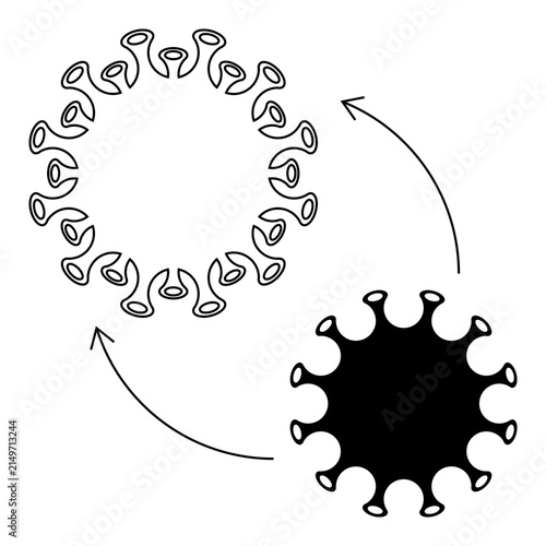 Coronavirus Replication Cycle With Directional Arrows