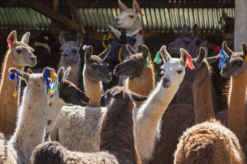 Naklejka premium llamas de los andes peruanos auquenidos 
