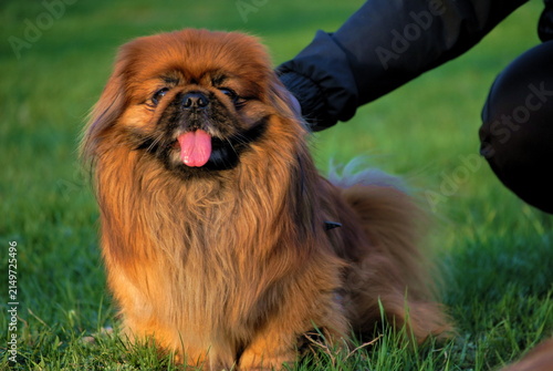 Obraz na plátně Pekingese dog sitting outdoors on green grass