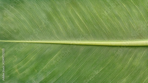 Close-Up of a Fresh Green Leaf Showing Intricate Vein Patterns
