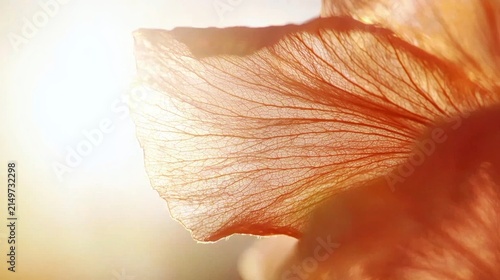 Delicate Flower Petal Illuminated by Soft Warm Backlight Glow
