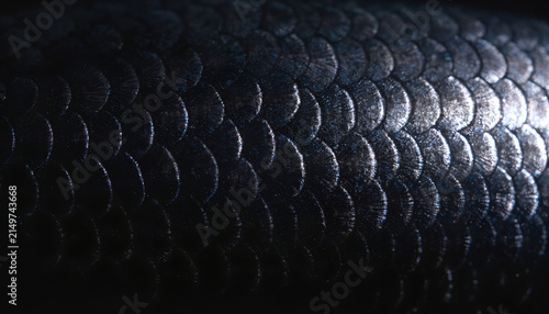 Extreme macro close-up of black pomfret fish scales filling entire frame, dark metallic scales with subtle blue-purple iridescence