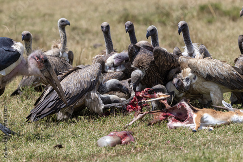 Konstfotografi White-backed vultures crowding a gazelle carcass with a marabou stork