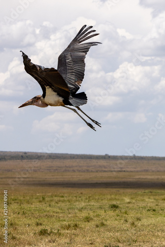 Fotografie Marabou stork taking flight above the open plains