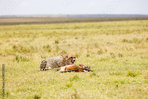 Canvas Print Cheetah lying low over its gazelle kill on grassland in Kenya