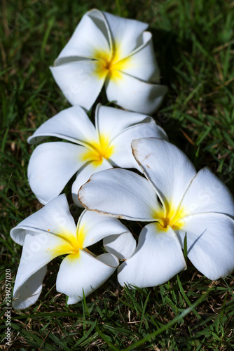 Wthie frangipani flower or Kamboja merah