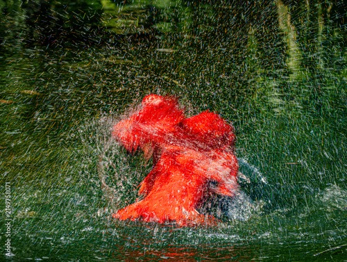 Konstfotografi Ibis rouge