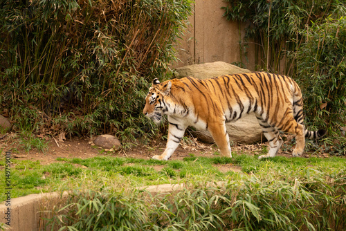 Photography Large Tiger Roaming Amongst Trees and Bushes
