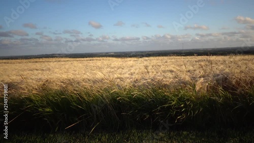 Hirtshals, Denmark A view over wheat fields in summer on a windy evening.  