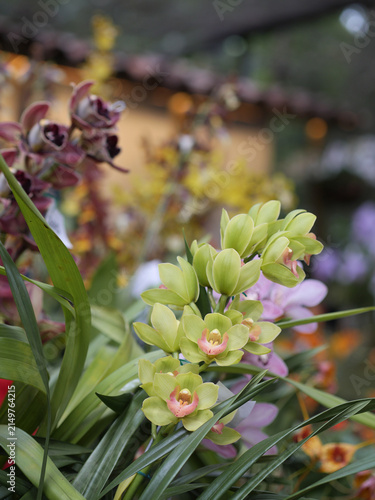 Fotografía Green Cymbidium orchid flowers blooming among lush foliage