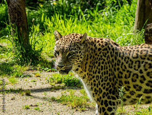 Photography Persian leopard (Panthera pardus saxicolor), a rare and endangered big cat native to the mountainous regions of Central and Western Asia