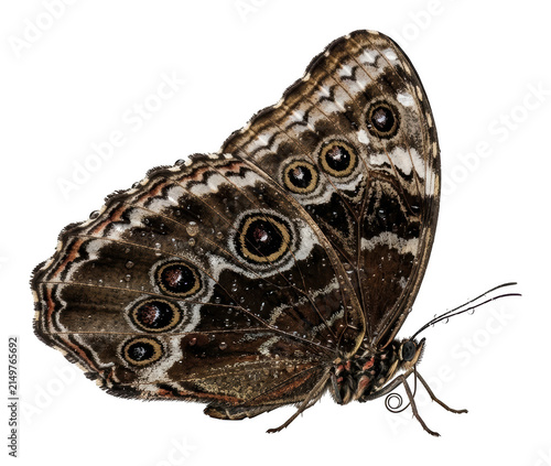 Detailed brown owl butterfly with prominent eyespots and water droplets, side isolated transparent background image