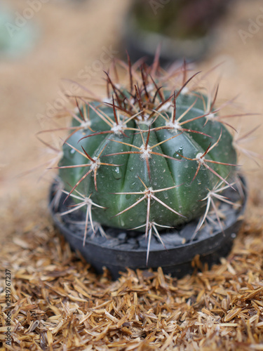 Canvastavla cactus in a pot
