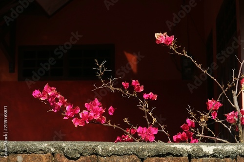 Obraz na plátně Bougainvillea, commonly known in Indonesia as (paper flower)