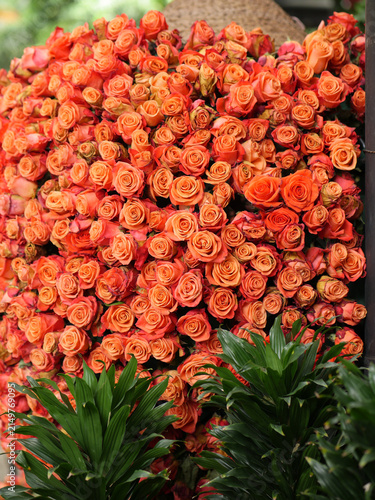 Orange roses
Scientific name: Rosa spp.
Family: Rosaceae
Type: Cut roses / cultivated roses
Color: Orange, coral, salmon