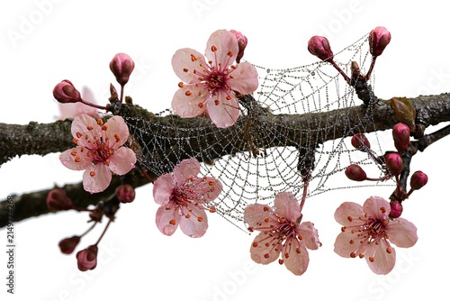 Pink cherry blossoms with dew drops on spider web