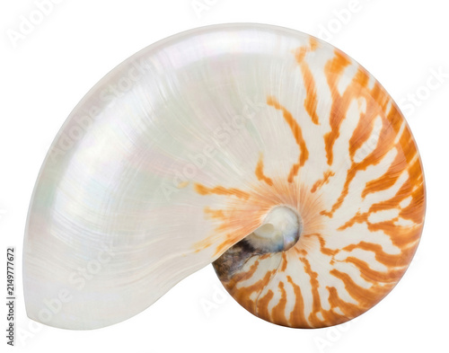 Bild auf Leinwand Polished pearlescent nautilus shell with vibrant orange stripes isolated transpa