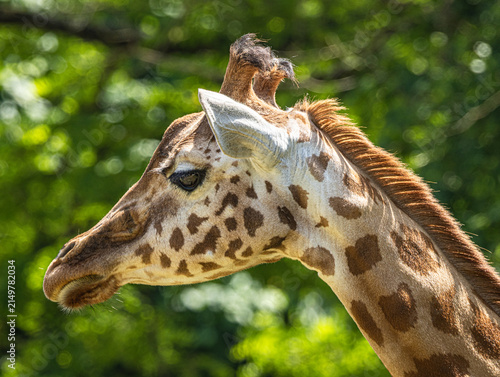Canvas Print Kordofan giraffe (Giraffa camelopardalis antiquorum) with distinctive irregular