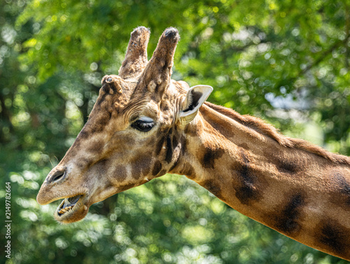 Photography Kordofan giraffe (Giraffa camelopardalis antiquorum) with distinctive irregular