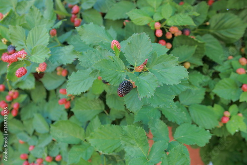 Blackberry bush berry.