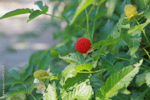 Red berry, raspberry.