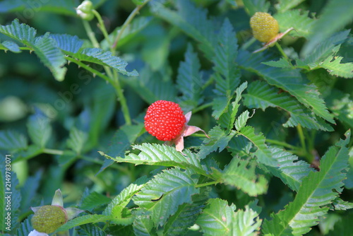 Red berry, raspberry.