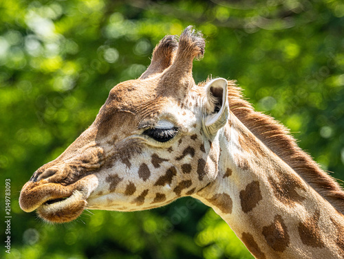 Canvas Print Kordofan giraffe (Giraffa camelopardalis antiquorum) with distinctive irregular