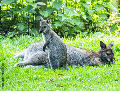 Quadro su tela Wallaby de Bennett