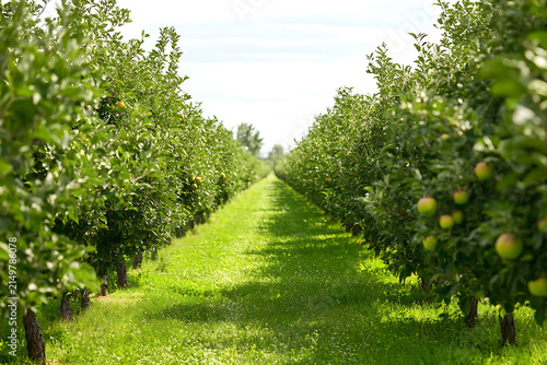 Rows of apple trees in an orchard with green grass and ripe fruit under a bright natural sky.