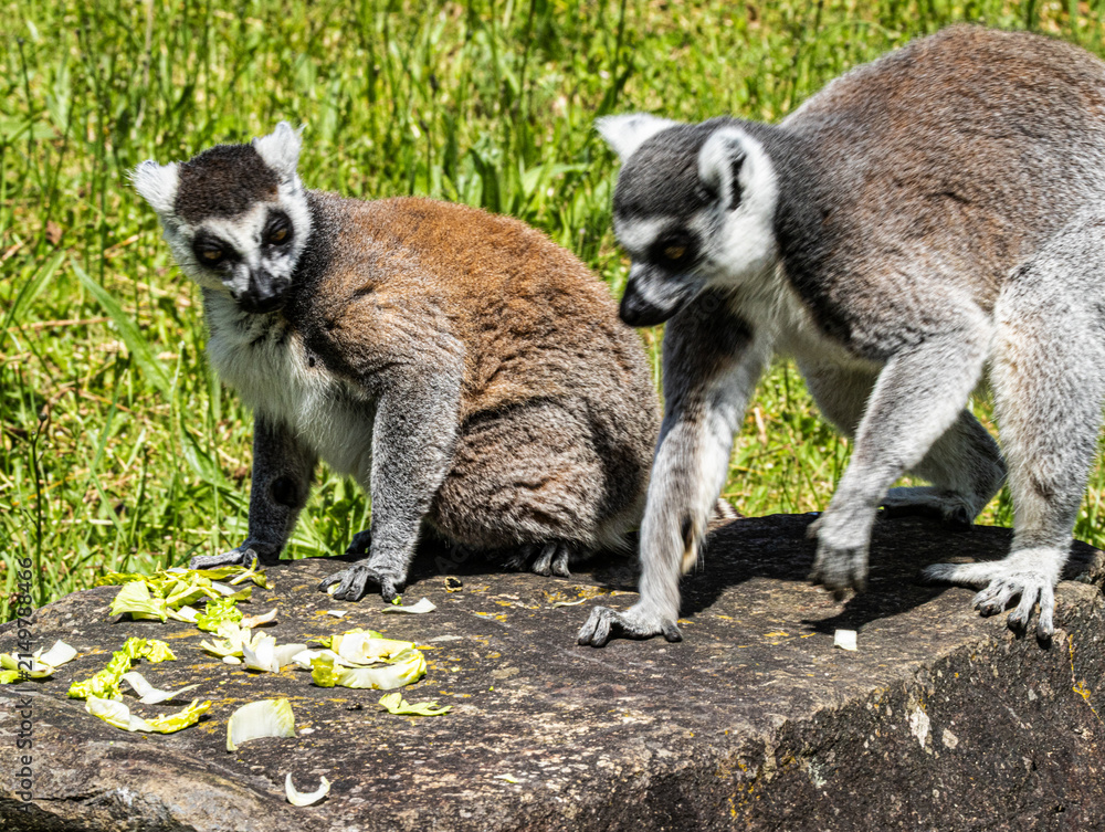 Fototapeta premium Ring-tailed Lemur (Maki catta)