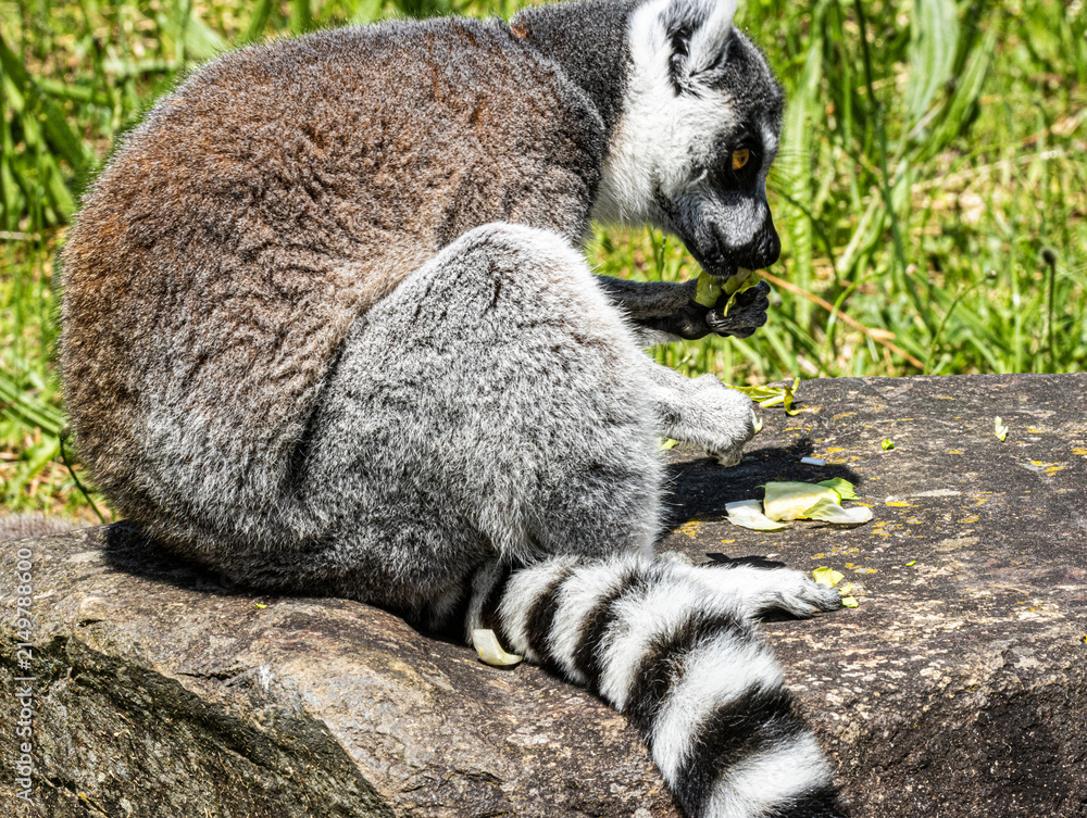 Fototapeta premium Ring-tailed Lemur (Maki catta)