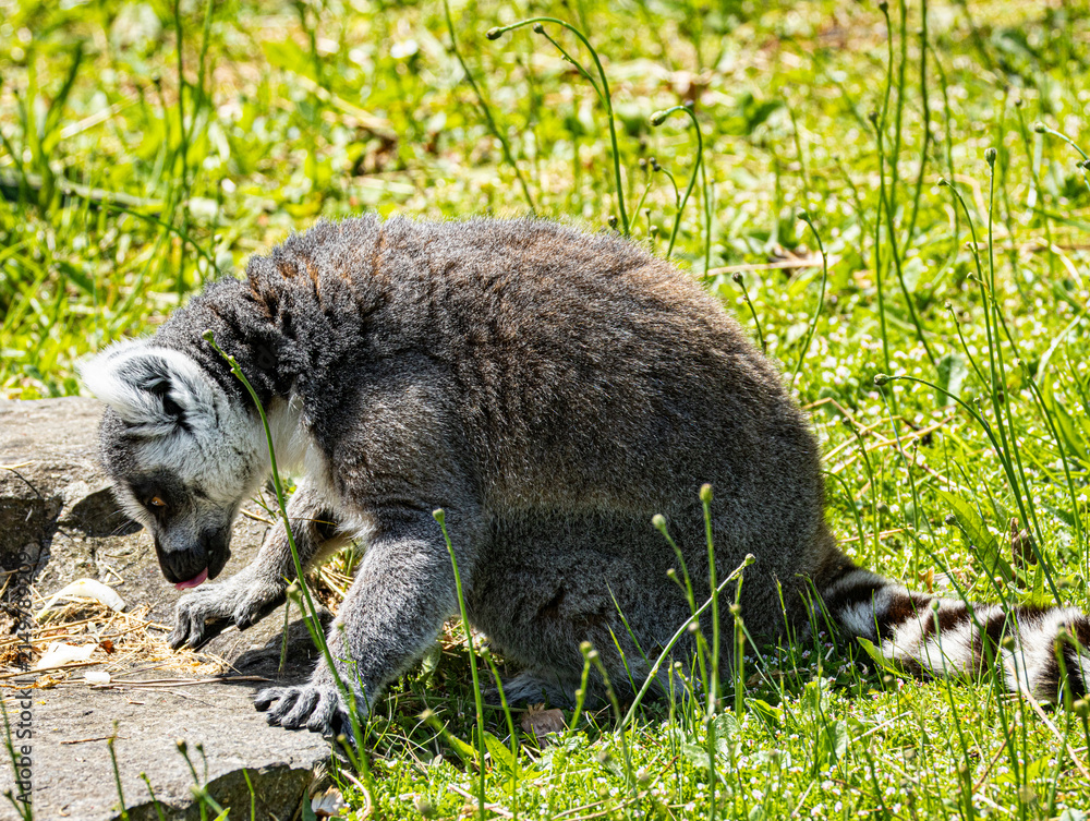 Fototapeta premium Ring-tailed Lemur (Maki catta)