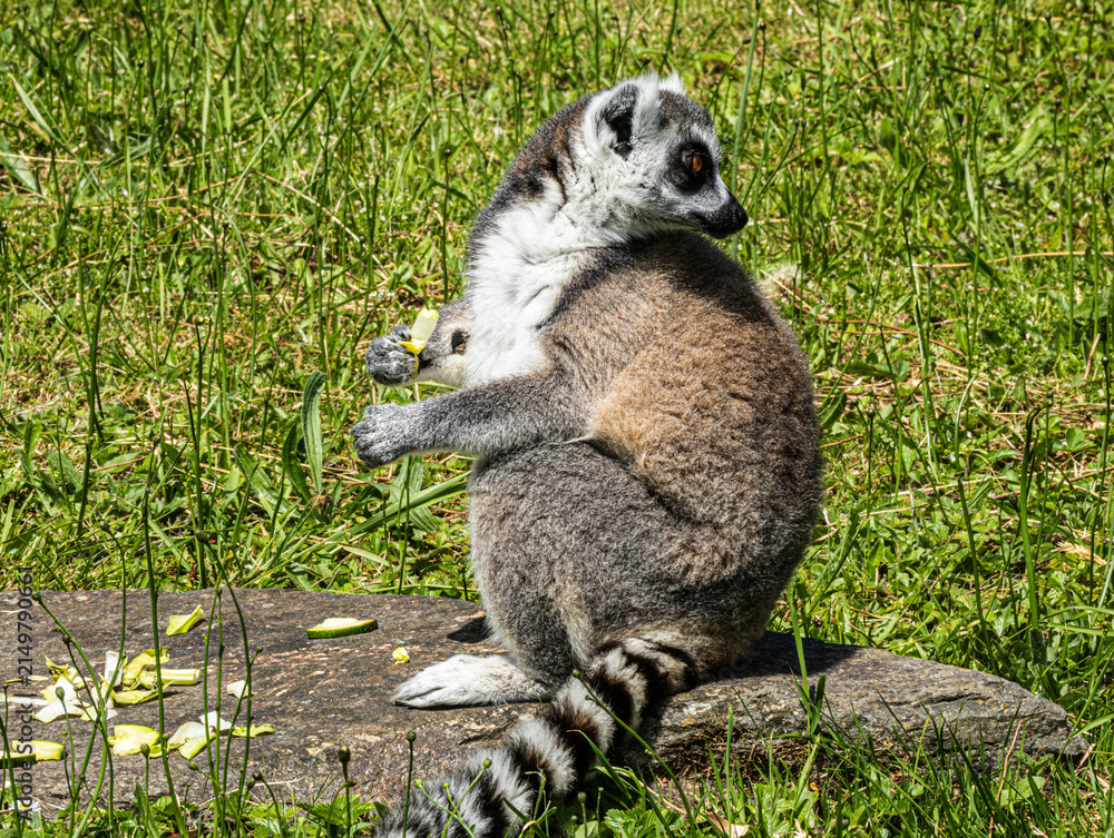 Fototapeta premium Ring-tailed Lemur (Maki catta)