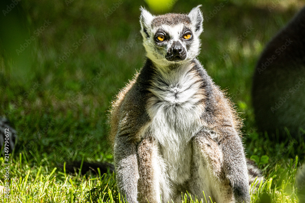 Fototapeta premium Ring-tailed Lemur (Maki catta)