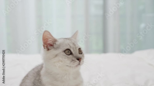 Small Scottish kitten lying down on white bed of relaxing and cozy wellbeing in home.