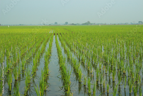 Cuadro en lienzo newly planted rice is three weeks old with stagnant water